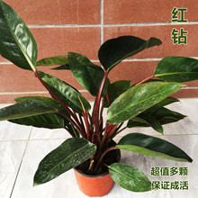 �t荽�荴��~���ԾGֲ������ؾӼҴ��ͻ����ļ�������B�҃�ֲ��