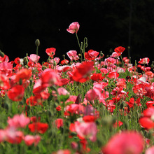 l|ݱܷN u  ^p@ˇ ׷Nֲ^