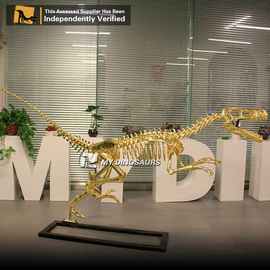 大型恐龙化石迅猛龙金骨架 仿真上色静态模型 还原骨骼橱窗装饰