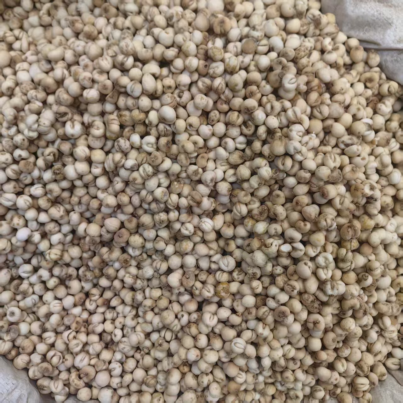 Zhejiang Fritillaria Bulbus Zhe Bei Mu Powder 500g Traditional Herbal Ingredient specifications