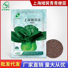 上海矮箕青青梗菜种子蔬菜种籽孑菜籽菜种四季籽种小青菜冬季油菜