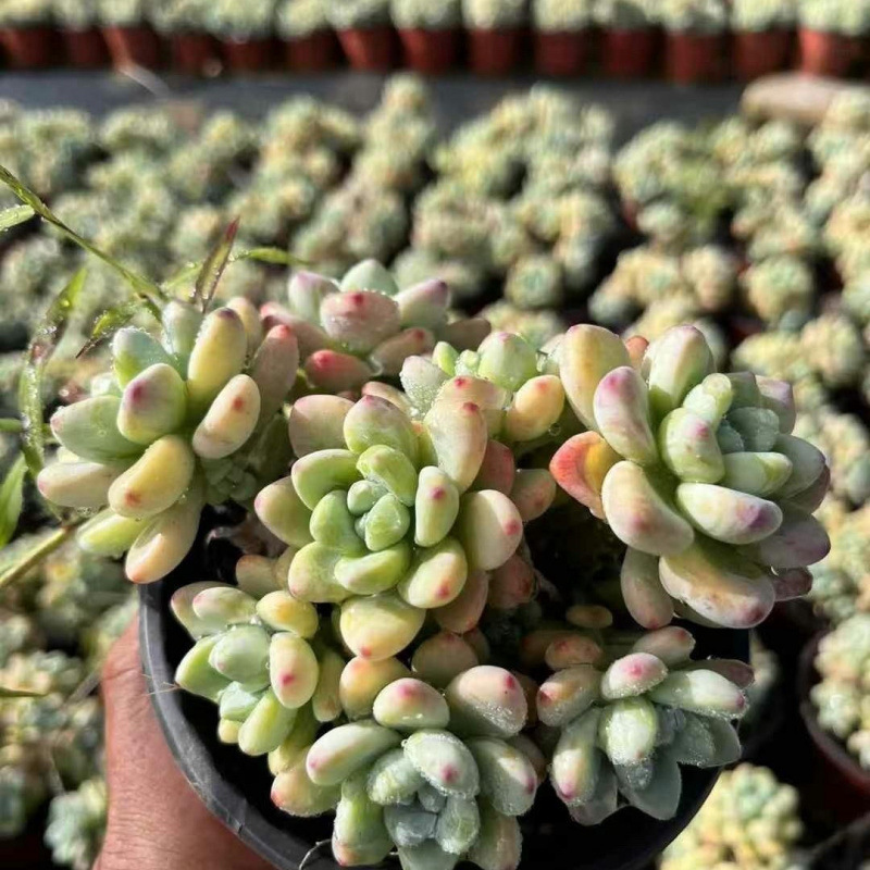 인기 있는 라울은 7개부터 시작됩니다. (화분을 담을 수 있는 플라스틱 화분이 좋습니다)