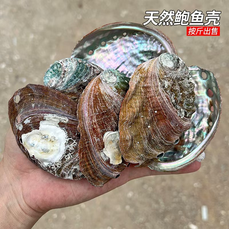 파운드당 전복 껍질