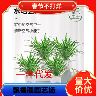 һ�����l��߅���m�����҃�ֲ�ﻨ���·����Ã����՚�������ȩˮ��