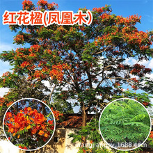 蓝花楹树苗 珍贵树苗 珍稀名贵树苗 凤凰木 红花楹树庭院树苗包邮