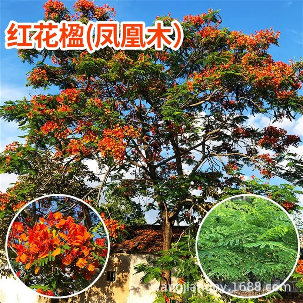 Саженцы жакаранды драгоценные саженцы редкие и ценные саженцы древесина Феникса красная жакаранда дерево саженцы во дворе Бесплатная доставка