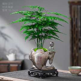 中式禅意文竹盆栽绿植办公室内好养植物四季常青室内阳台盆栽花卉