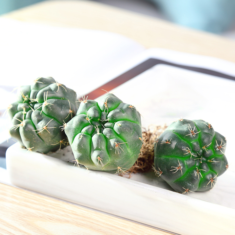 3개의 페이화옥(미니형) 맨뿌리