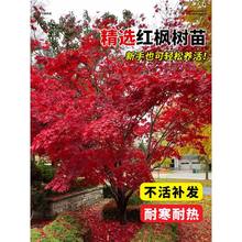 正宗日本红枫树苗四季红舞姬庭院风景大树绿化苗木耐寒旱老桩植物