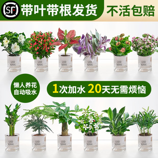 ˮ��ֲ���҃ȾG�j���԰lؔ��Gֲ���ܿ͏d��������ȩ�ļ������׻�