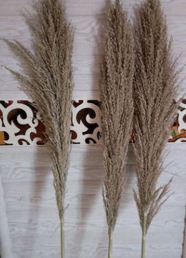 철 큰 arundo (0.8m)