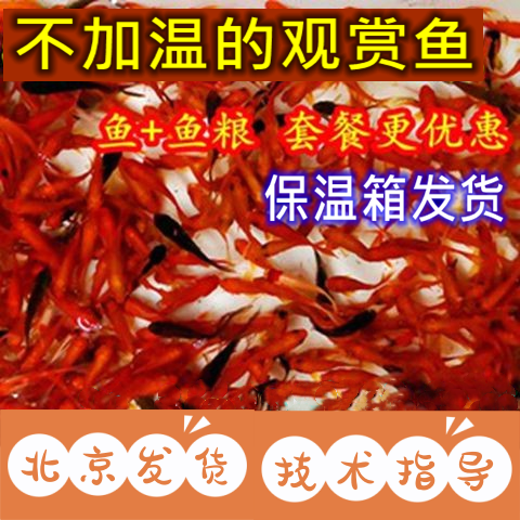 观赏鱼冷水鱼花鲫龙鱼饲料鱼练手鱼练手鱼草金鱼活体金鱼