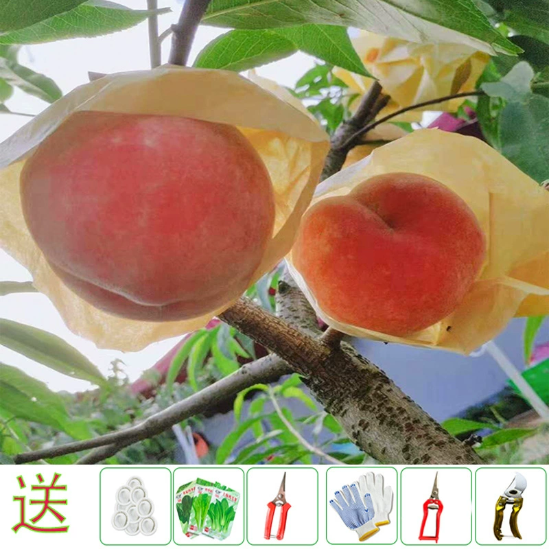 Персиковый мешок зима Персик Яблоко оранжевый киви оранжевый птица водонепроницаемый гранат желтый персик белая груша сумка