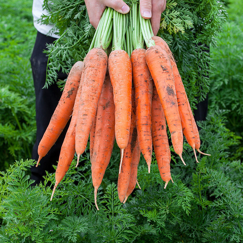 十斤特惠新鲜胡萝卜新鲜蔬菜沙地水果红萝卜现挖农家自种胡萝卜|ru