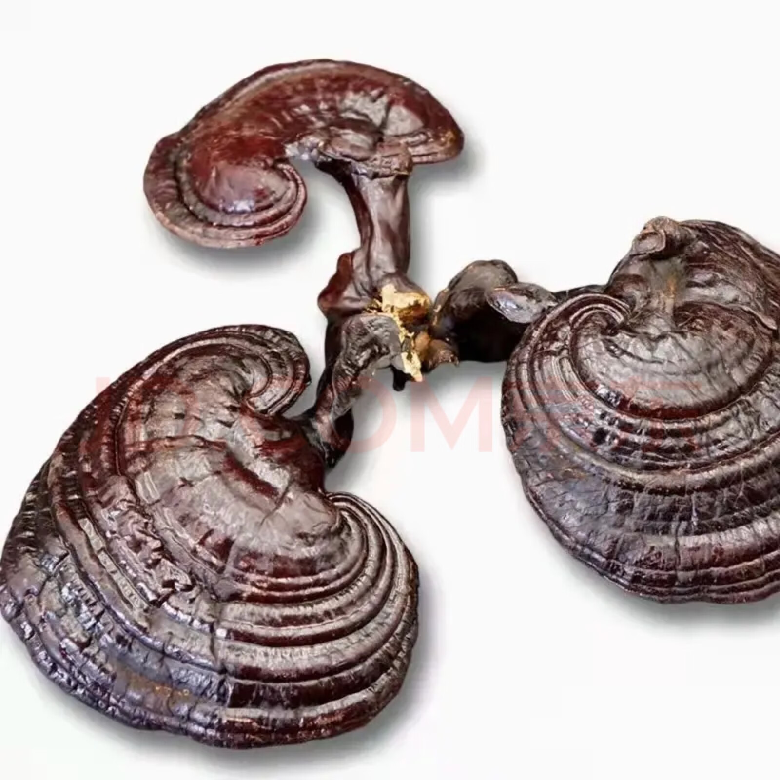 Lingzhi Reishi Mushroom 500g Whole Dried Ganoderma Slices for Tea and Soup in use