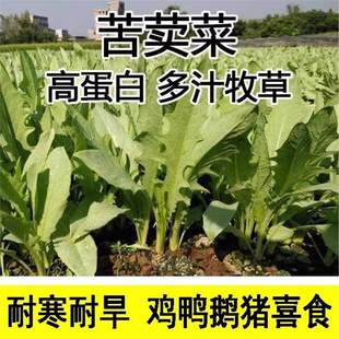 �����˷N�Ӷ��������{�˷N���Z�����ļ������ι�i�u���Z�~�ݷN��