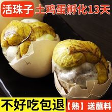 土鸡蛋活珠子孵化13天新鲜活珠子五香味麻辣味钢化蛋熟制鸡胚蛋