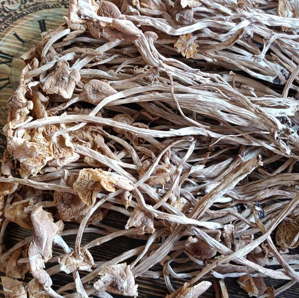 不開傘茶樹菇Ⅱ