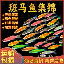 鱼观赏鱼淡水热带鱼入门新手闯缸灯鱼跨境厂家批发热销代发直销