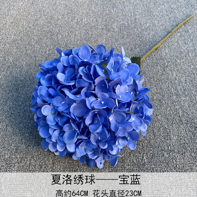 Charo Hortensia zafiro azul