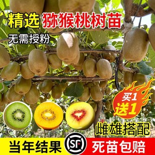 Red Heart Soft Jujube Kiwi Fruit Tree Seedlings, Kiwi Fruit Seedlings Grafted to the North and South, Kiwi Fruit Seedlings Planted in the Same Year