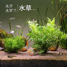 ˮ�_�mˮ��ˮ�ݻ��w�~�ײݸ��쾰�b�ˮ�嵭ˮֲ���к����o�