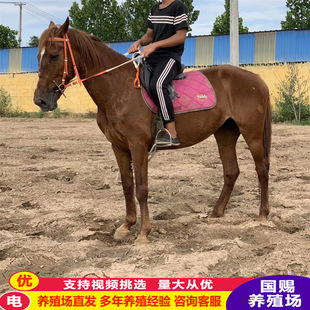 �F���B�R�����l�ɹ��R �����R ����һƥ�R �T���R�Bֳ��