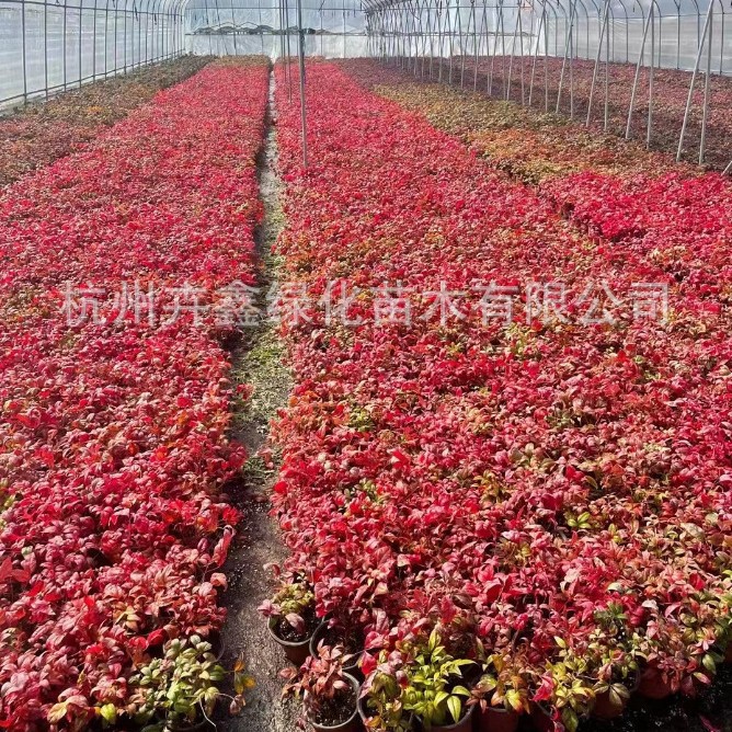 基地大量批发火焰南天竹鸿运湾流翡翠红矮人幻彩南天竹