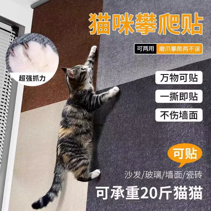 Climbing wall on wall, sofa, protective case, carpet, cat