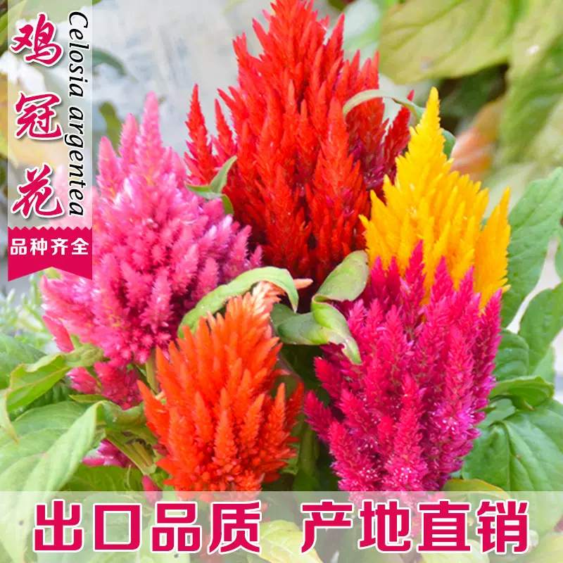 厂家批发火炬鸡冠花种子头状鸡冠花籽开花盆栽花卉四季播种