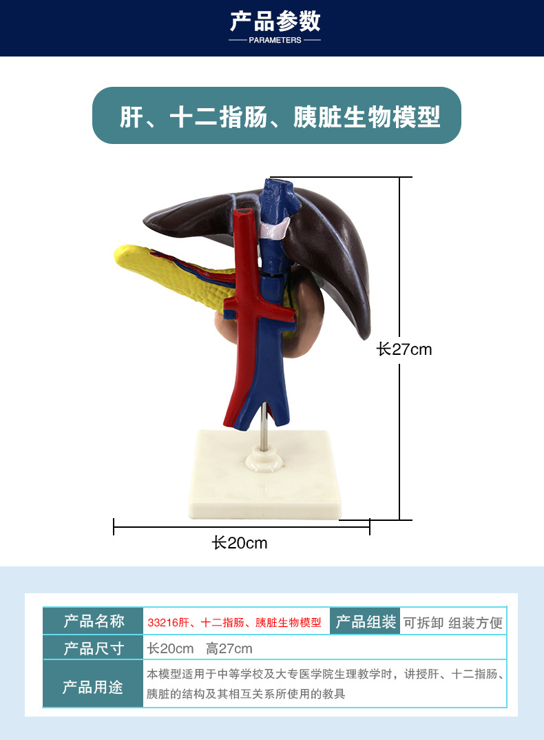 33216肝、十二指肠、胰脏生物模型_05.jpg