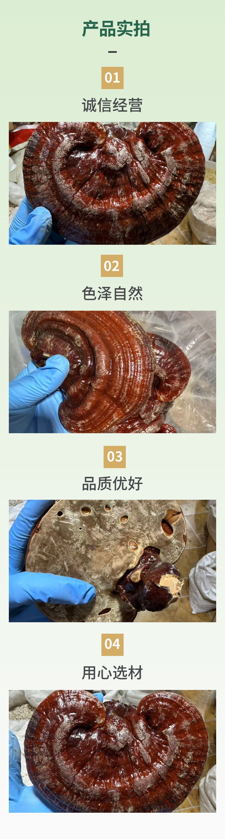 Dried Reishi Mushroom Slices Ling Zhi Zi Zhi 500g Jilin Origin specifications