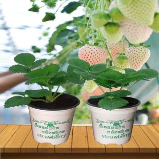 ��ݮ������ԭ�莧�����ͼt�������t�ϱ����̨�Nֲ�ļ���ݮ��