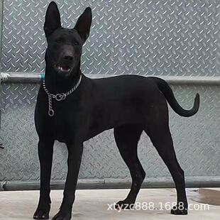 ����Ȯ��Ȯ���N���w����Ȯī��ڴ��ͼ���ɫ���ﹷ�B������Ȯ