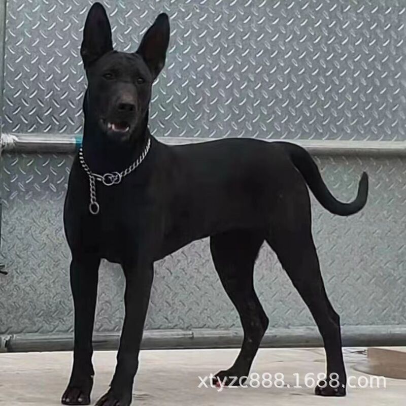 Black Wolf Dog Puppy Purebred Live Black Wolf Dog Dark Black Large Pure Black Pet Dog Working Dog Black Wolf Dog Puppy Purebred Live Black Wolf Dog Dark Black Large Pure Black Pet Dog Working Dog