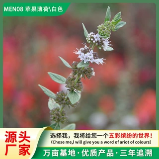 阳台种植苹果薄荷种子可食用芳香香草盆栽驱虫毛茸薄荷香薄荷种籽