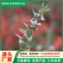 驱虫食用芳香种植种籽