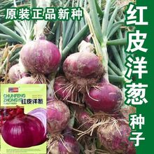 紫红皮洋葱种洋葱种子紫皮洋葱种子秋季盆栽葱种圆葱扁圆紫色蔬菜