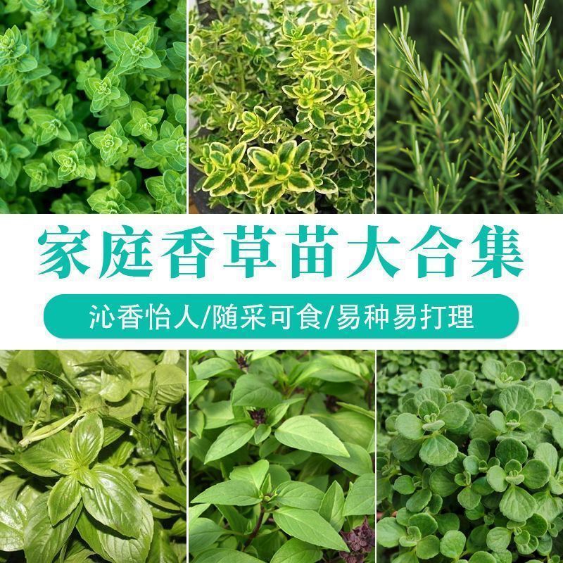 Thyme Seeds, Oregano, Rosemary, Basil Seeds, Green Plants, Balcony Edible Lemon Mint in All Seasons