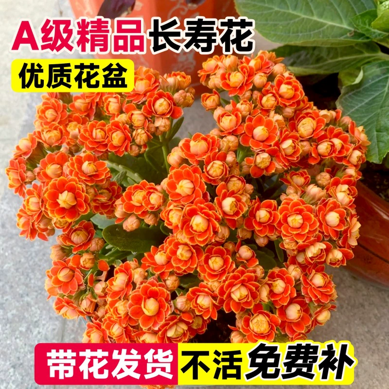 Каланхоэ с двойными лепестками цветет в любое время года, комнатный цветок с бутонами, прост в уходе, прямо с основания.