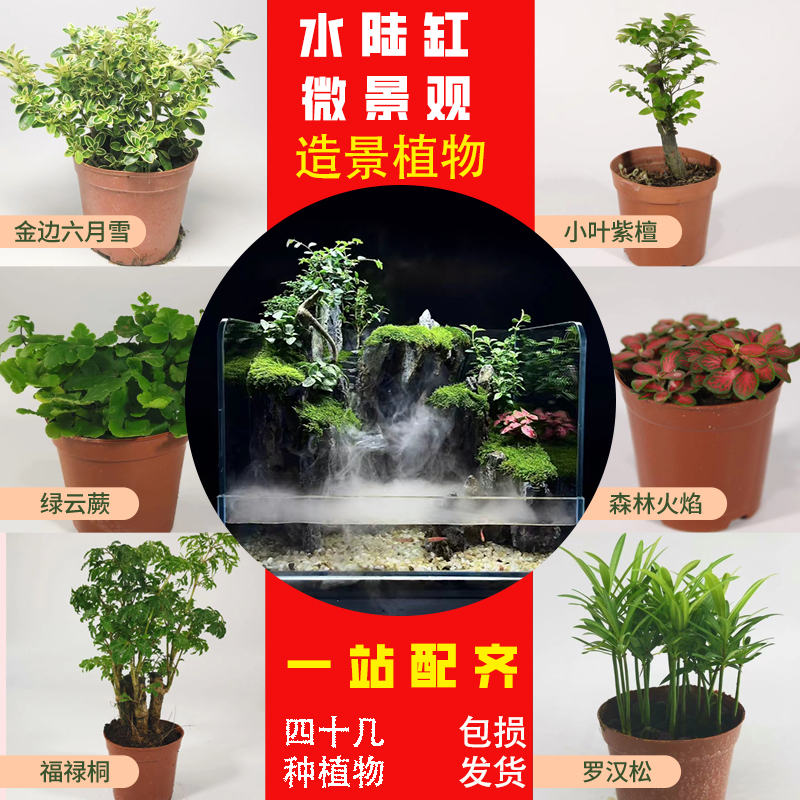 水陆缸植物套餐苔藓微景观植物乌龟缸小盆绿植水路植物短绒苔藓