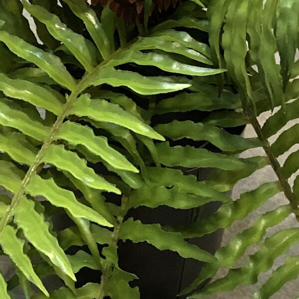 Simulated green plants ferns landscape Persian rich ferns green…