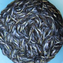 野生鱼种类 野生鱼种类品牌 图片 价格 野生鱼种类批发 阿里巴巴