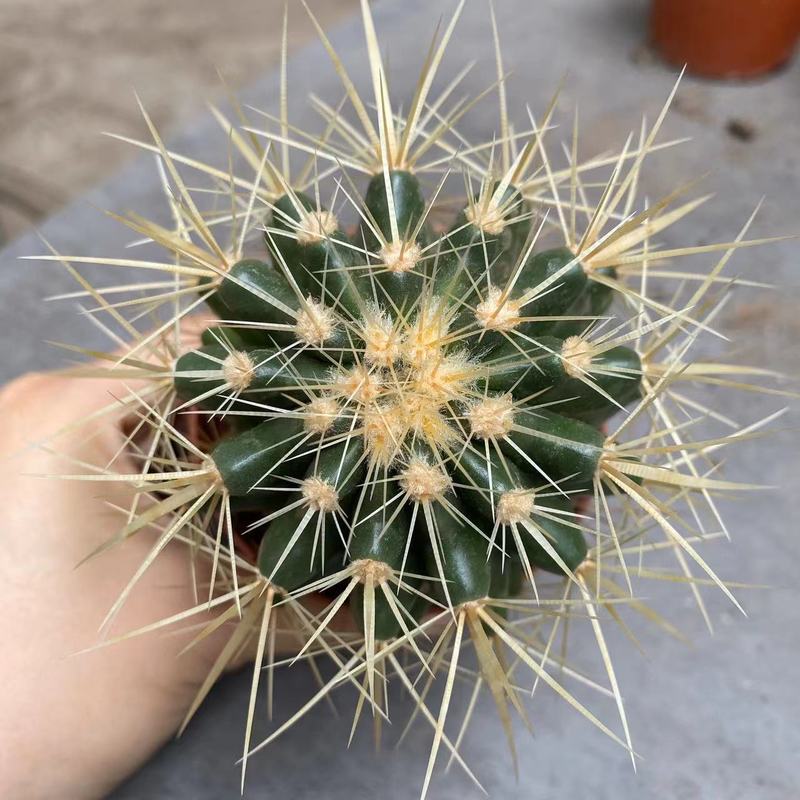 大仙人球コレクション、鉢植えの開花仙人掌、多肉植物、星兜瑞昌玉、玉龍鳳玉、玉翁|undefined