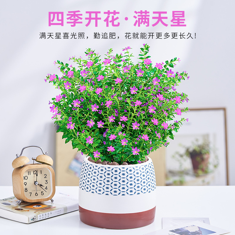 好看又好养的花满天星盆栽植物适合夏天种的各种花卉喜阳耐晒盘景