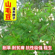 山毛豆种子护坡固土荒山地造林灌木草籽白灰毛豆道路绿化野草种孑