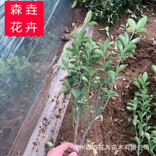 ��������С�� �������l����G����ľ�ļ�����ͥԺ�h�ʠ�����