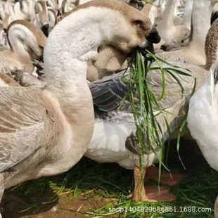 ��������ڼ��N��ɫ�{�^�Z�����ش��Z��߮a���Z�����Z��S�Bֳ�Y