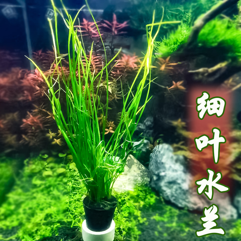 细叶水兰能长多高,细叶水兰好养吗,细叶水兰和大水兰区别_大山谷图库