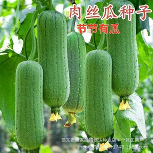 ��z�ϷN�Ӹ߮a�N���紺���߲��Ӵ���ˮ���Ϸ��ļ����Ѳ˷N��ȫ